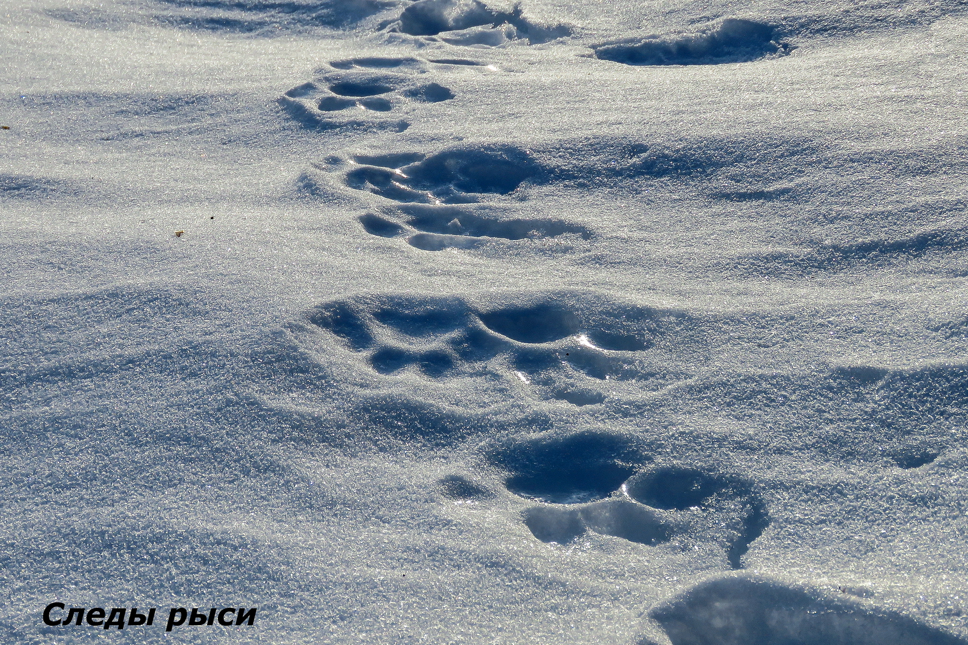 Свежесть следа. Следы животных на снегу. След рыси. Следы енотовидной собаки на снегу. Следы рыси на снегу.